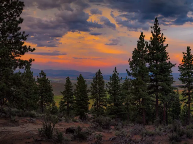 pine forest